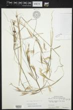 Andropogon fastigiatus