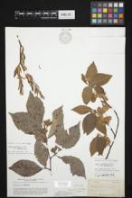 Fagus grandifolia ssp. grandifolia