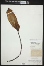 Amorphophallus napalensis