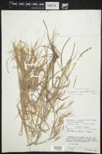 Andropogon angustatus