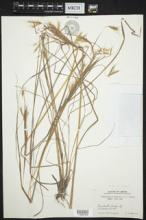 Andropogon chinensis