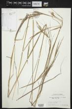 Andropogon chinensis