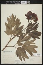 Paeonia officinalis