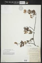 Amelanchier laevis