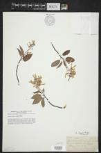 Amelanchier laevis