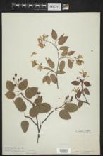 Amelanchier laevis