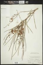 Parkinsonia aculeata