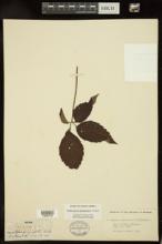 Parthenocissus quinquefolia