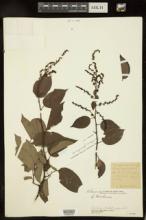 Berchemia floribunda