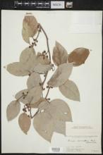 Ficus scandens