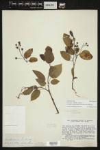 Amelanchier laevis