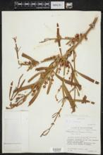 Phoradendron carneum