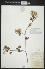 Amelanchier laevis