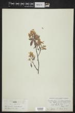 Amelanchier canadensis