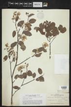 Amelanchier canadensis