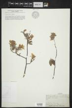 Amelanchier canadensis