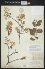 Amelanchier laevis