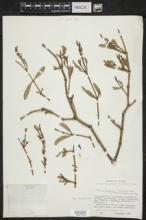 Phoradendron forestierae