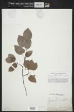 Amelanchier laevis