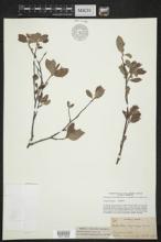 Amelanchier oligocarpa