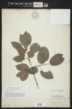 Amelanchier laevis