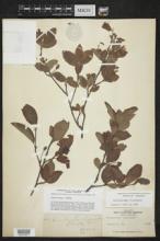 Amelanchier oligocarpa