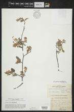 Amelanchier arborea