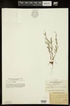 Polygala polygama