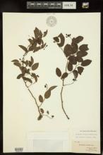 Berchemia scandens