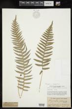 Polypodium glycyrrhiza