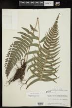 Blechnum occidentale