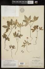 Panax trifolium