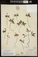 Panax trifolium