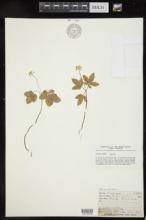 Panax trifolium