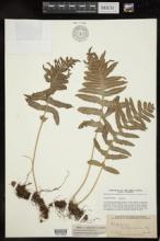 Polypodium californicum