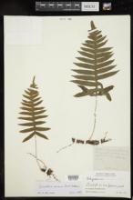 Polypodium amoenum