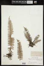 Polypodium microrhizoma