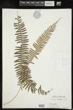 Polypodium manmeiense