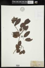 Berchemia scandens