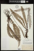 Blechnum spicant