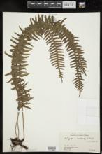 Polypodium lachnopum