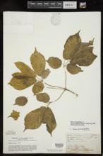 Panax quinquefolius