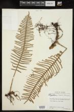 Polypodium rosei