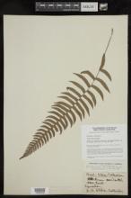 Blechnum occidentale