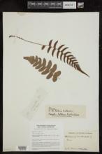 Blechnum occidentale