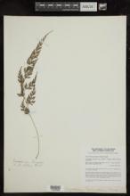 Onychium japonicum