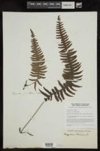 Polypodium loriceum