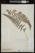 Blechnum occidentale