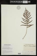 Polypodium plebeium