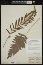 Blechnum serrulatum